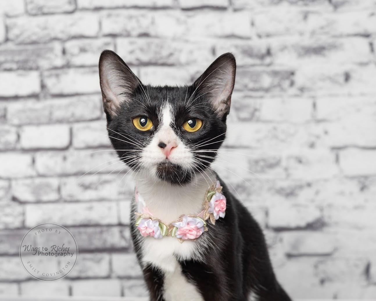 Enlarge Alice - Adopted, an adopted mixed breed in East Providence, RI image 4/6