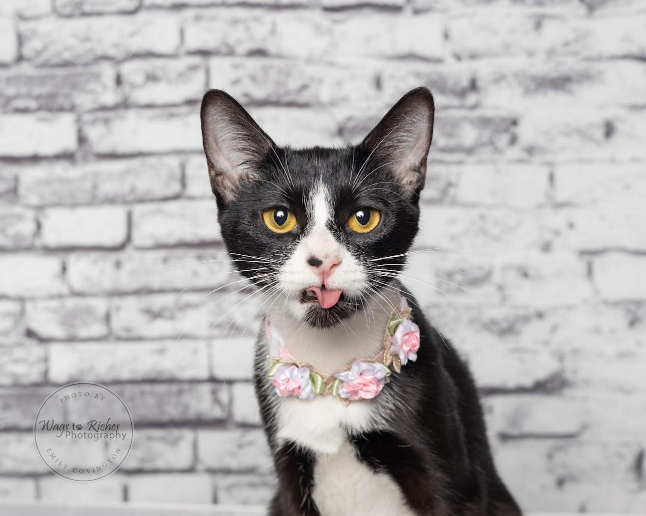 Enlarge Alice - Adopted, an adopted mixed breed in East Providence, RI image 2/6