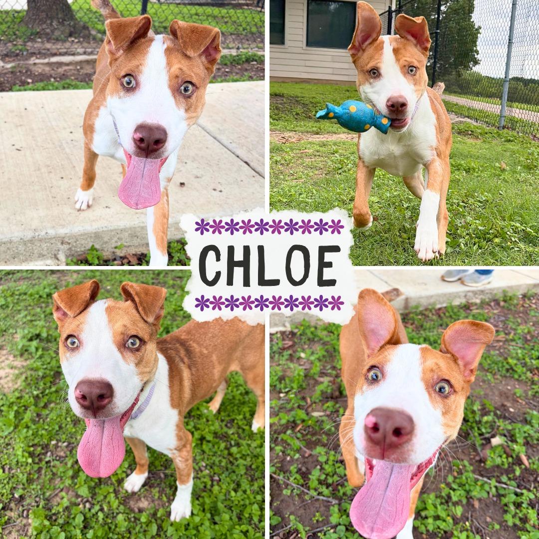 Enlarge Chloe, an adopted mixed breed in Universal City, TX image 1/1