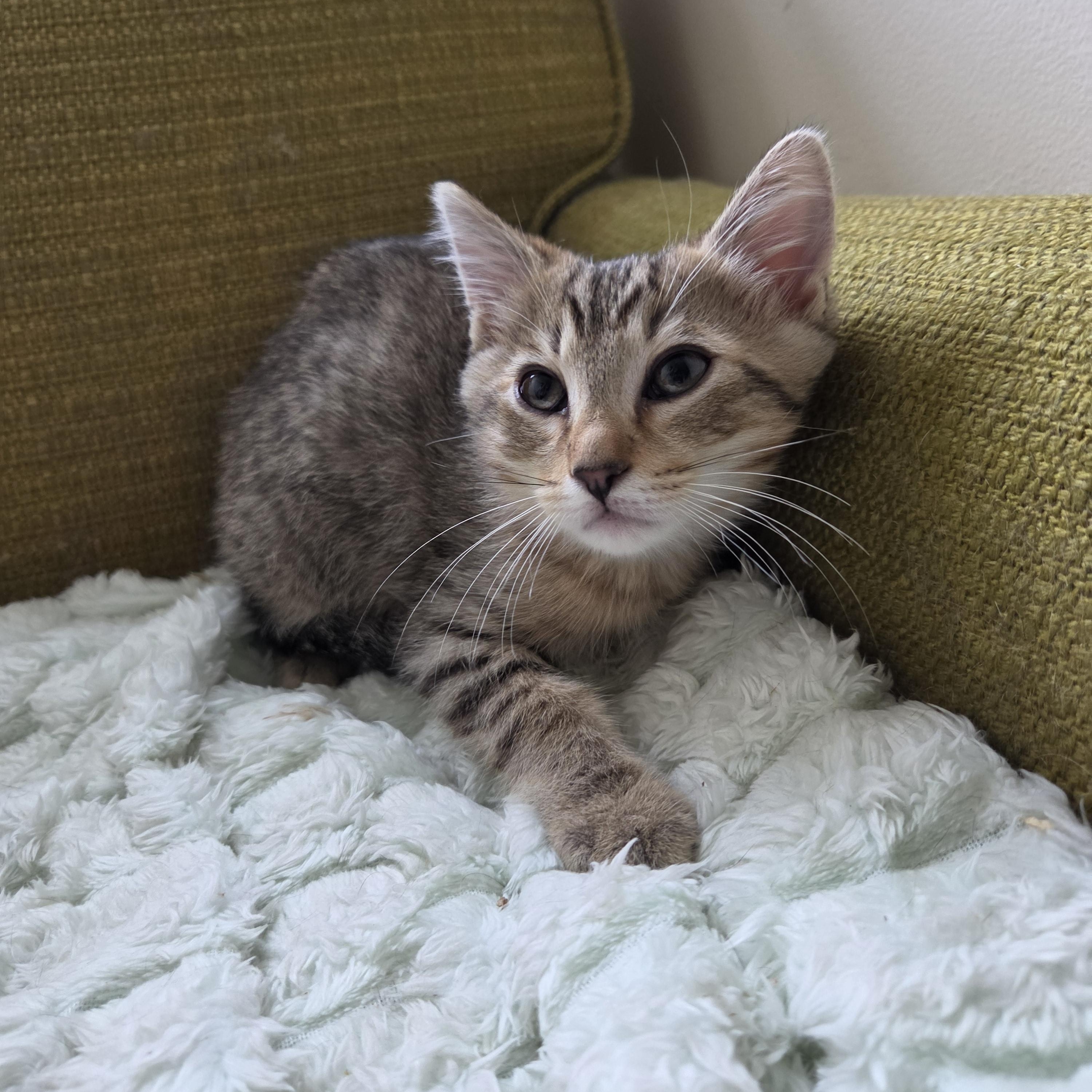 Enlarge Galileo, a Adoptable Domestic Short Hair in Fort Oglethorpe, GA image 4/5