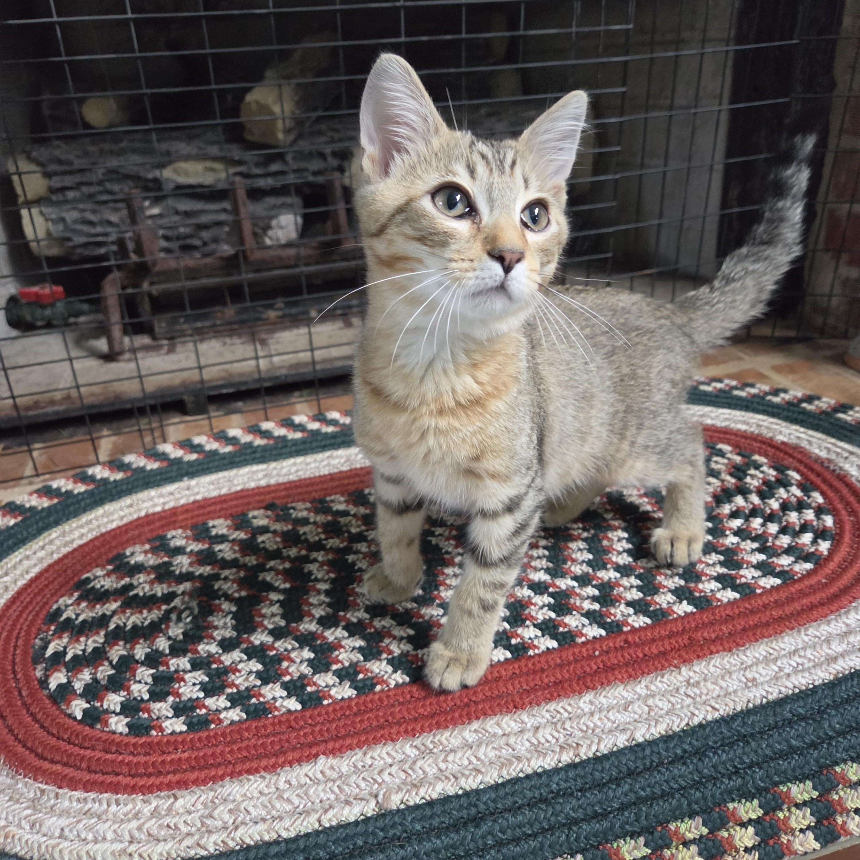 Enlarge Galileo, a Adoptable Domestic Short Hair in Fort Oglethorpe, GA image 3/5