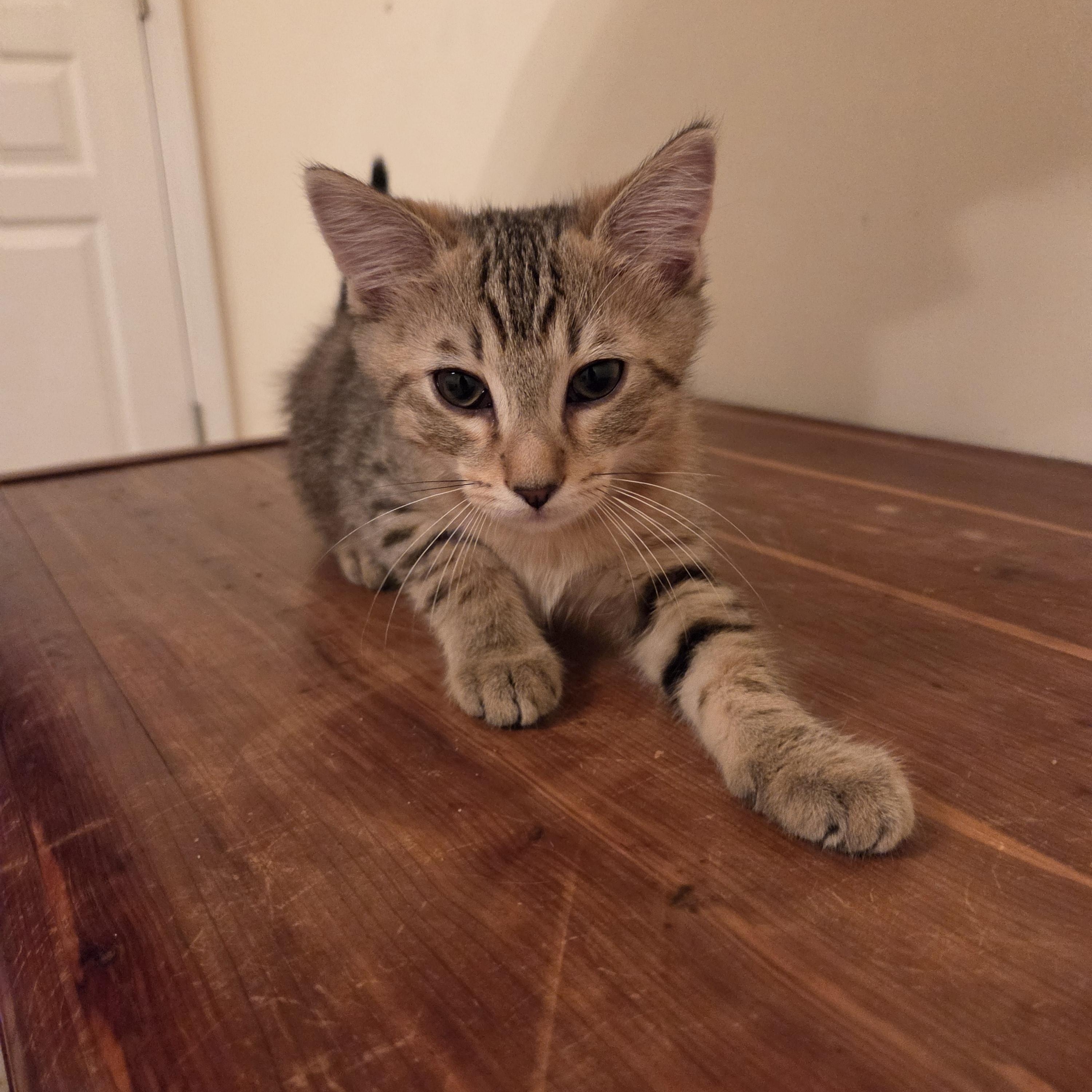 Enlarge Galileo, a Adoptable Domestic Short Hair in Fort Oglethorpe, GA image 5/5