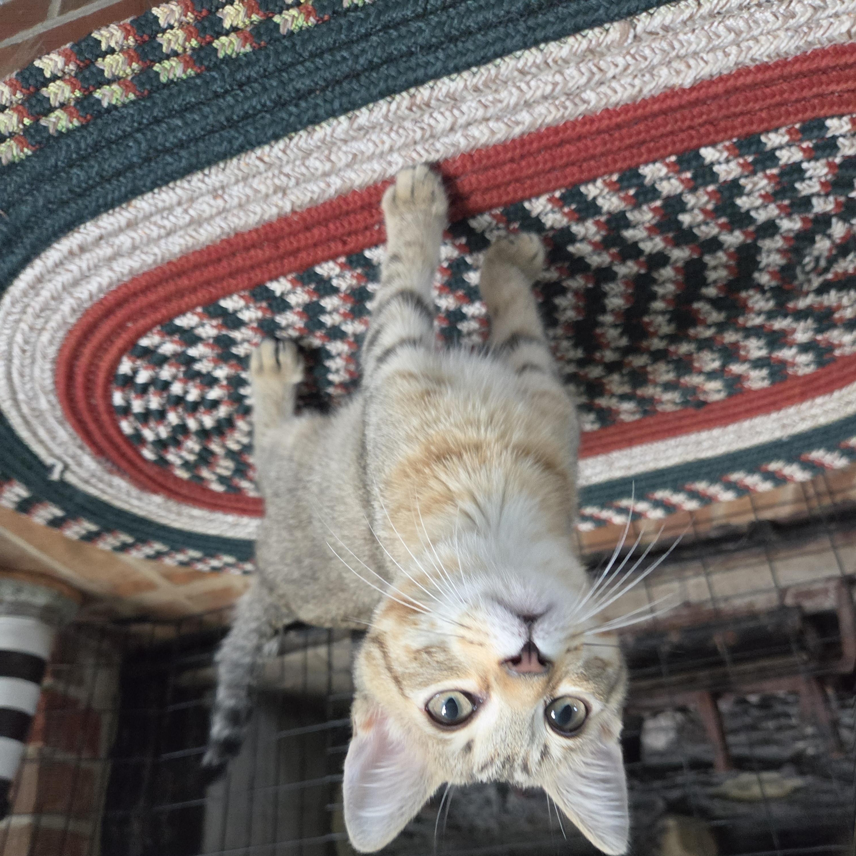 Enlarge Galileo, a Adoptable Domestic Short Hair in Fort Oglethorpe, GA image 2/5