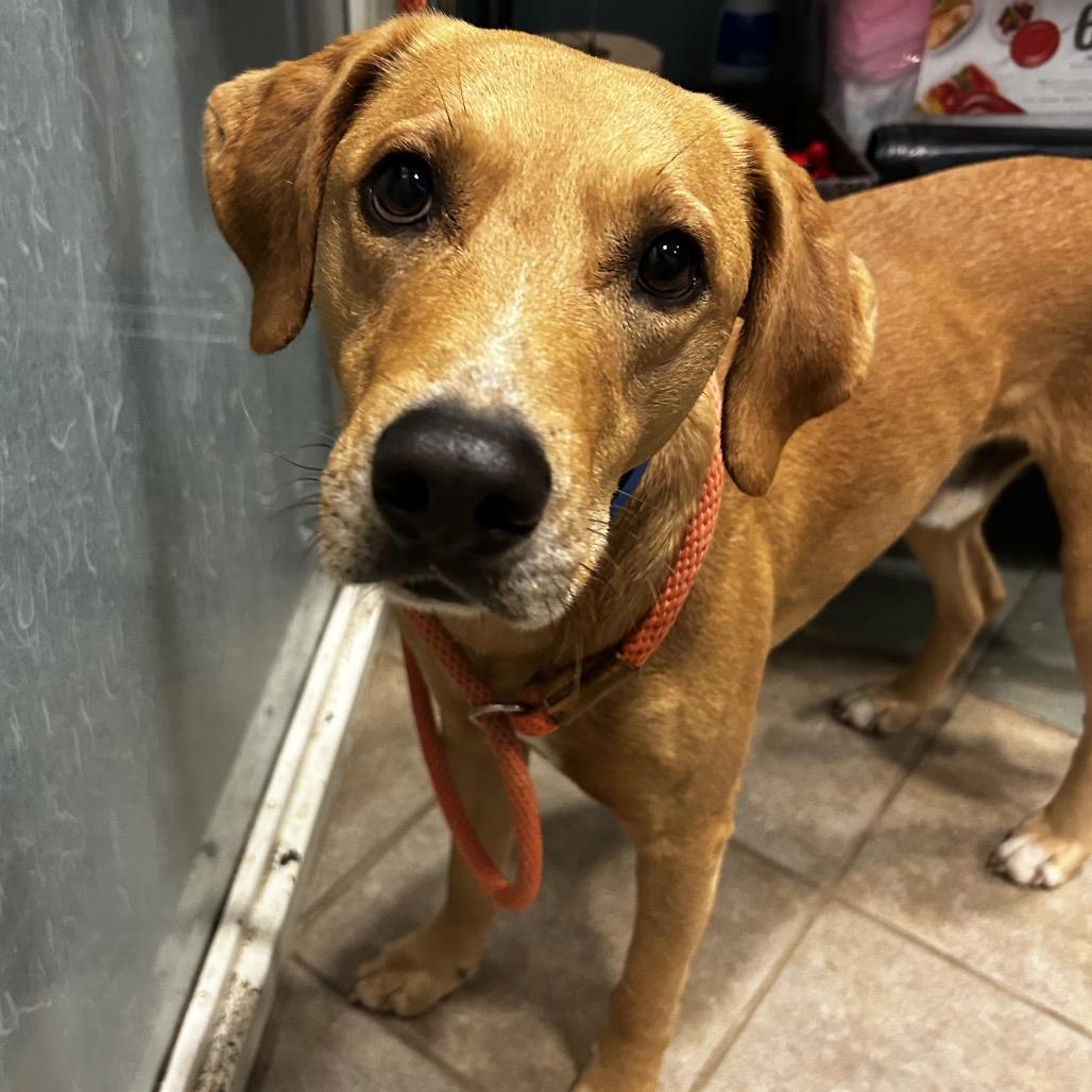 Rigatoni — thumbnail 2