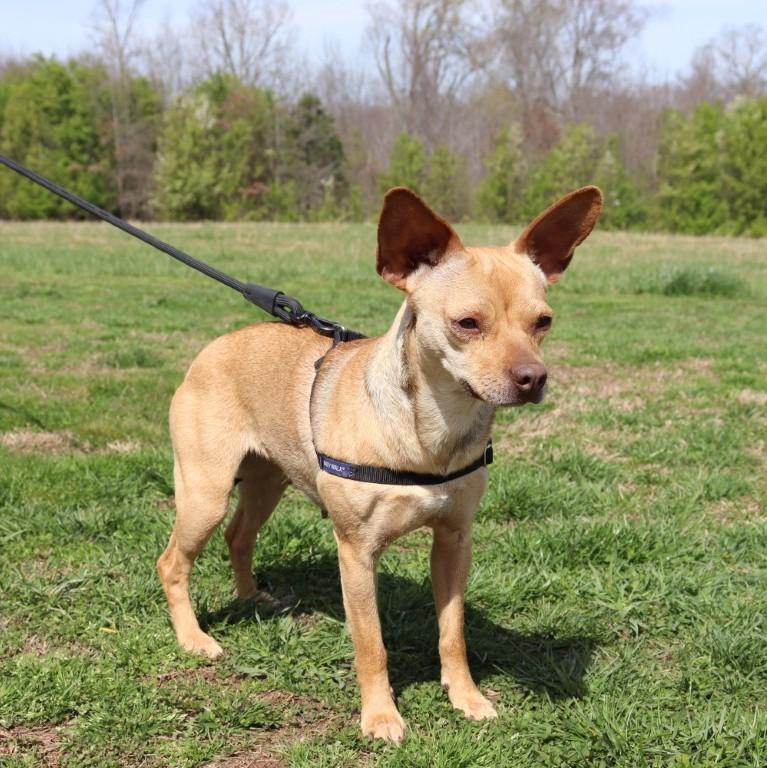 Enlarge Bambi, an adopted Chihuahua in Chepachet, RI image 2/6