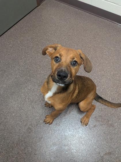 Rosita, Adoptable, Puppy Female Mixed Breed & Mixed Breed.