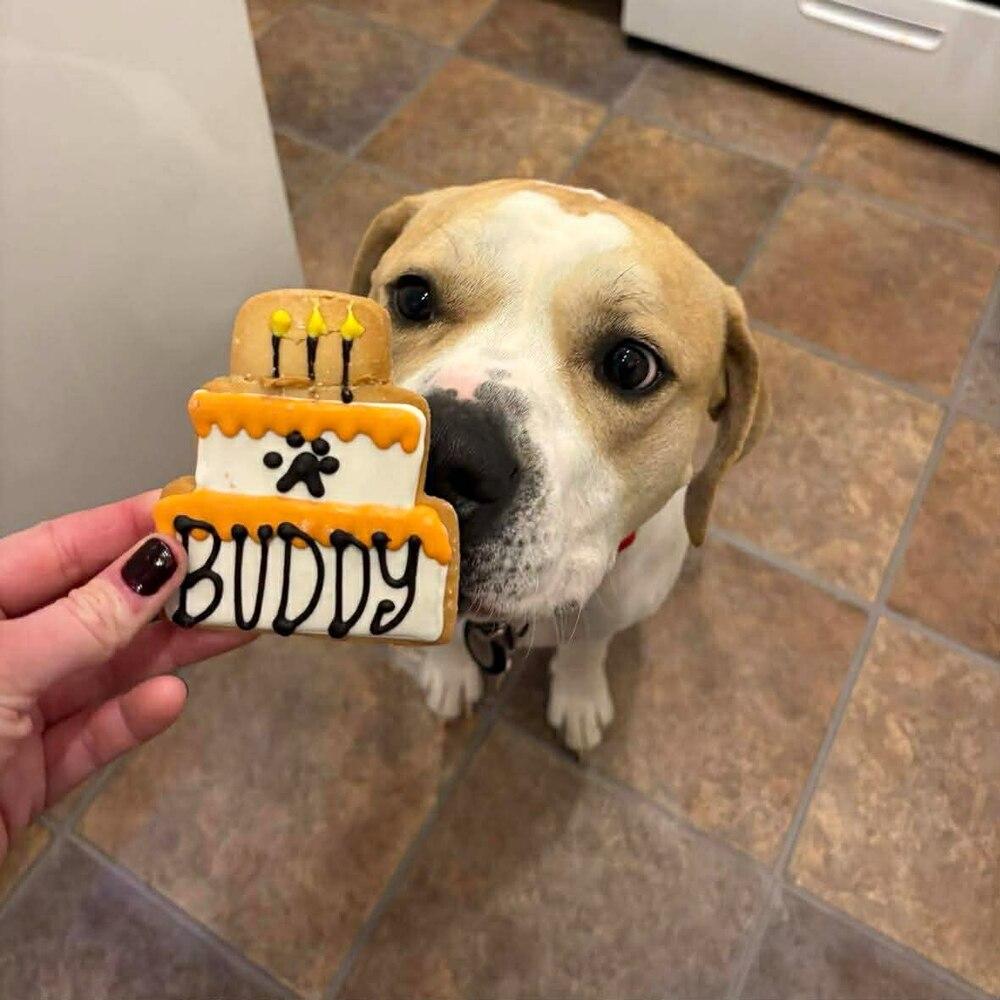 Enlarge Buddy, a Adoptable mixed breed in Indianapolis, IN image 1/6