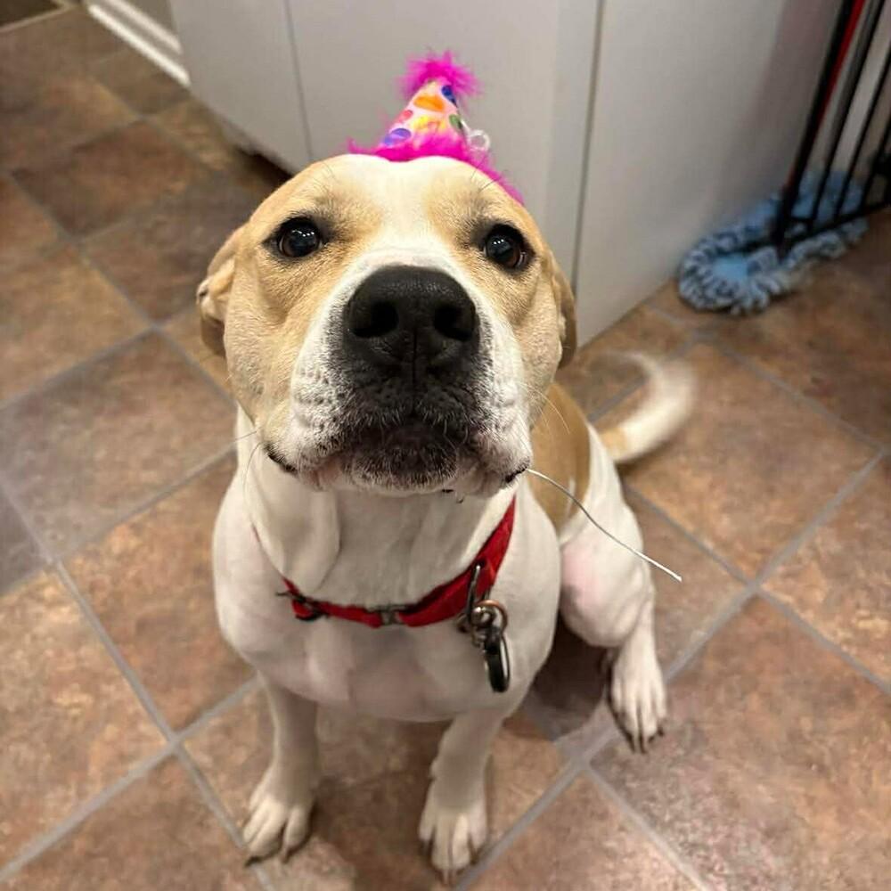 Enlarge Buddy, a Adoptable mixed breed in Indianapolis, IN image 2/6