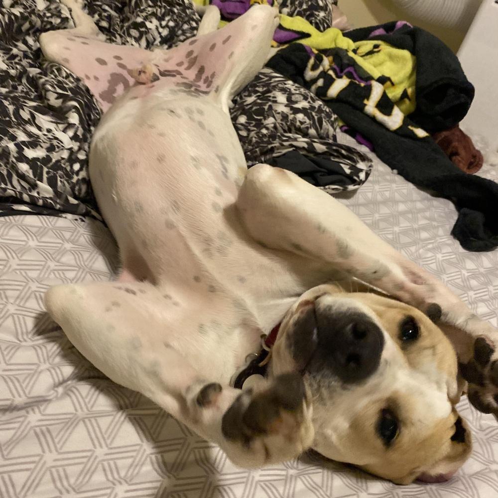 Enlarge Buddy, a Adoptable mixed breed in Indianapolis, IN image 3/6