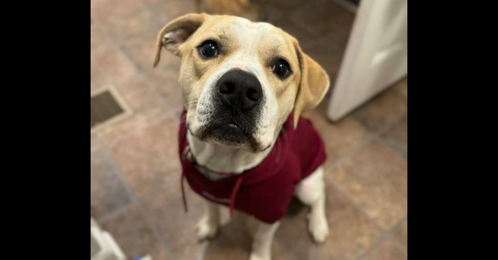 Enlarge Buddy, a Adoptable mixed breed in Indianapolis, IN image 5/6