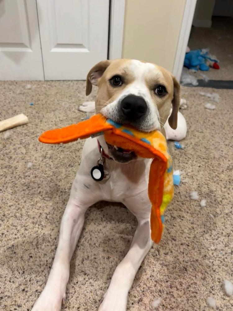 Enlarge Buddy, a Adoptable mixed breed in Indianapolis, IN image 6/6