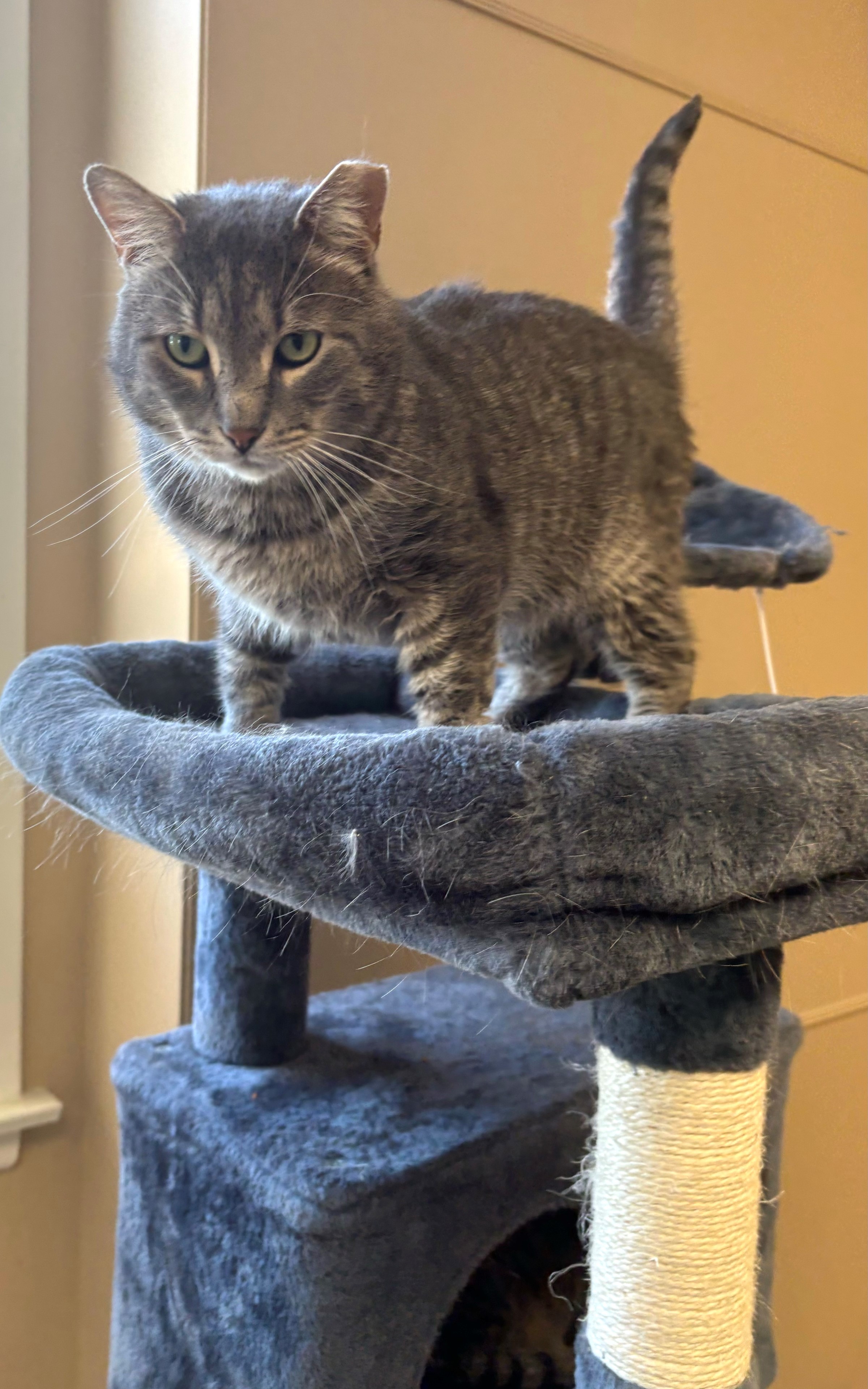 Enlarge Slate, a Adoptable Domestic Short Hair in Hawthorne, NJ image 2/3