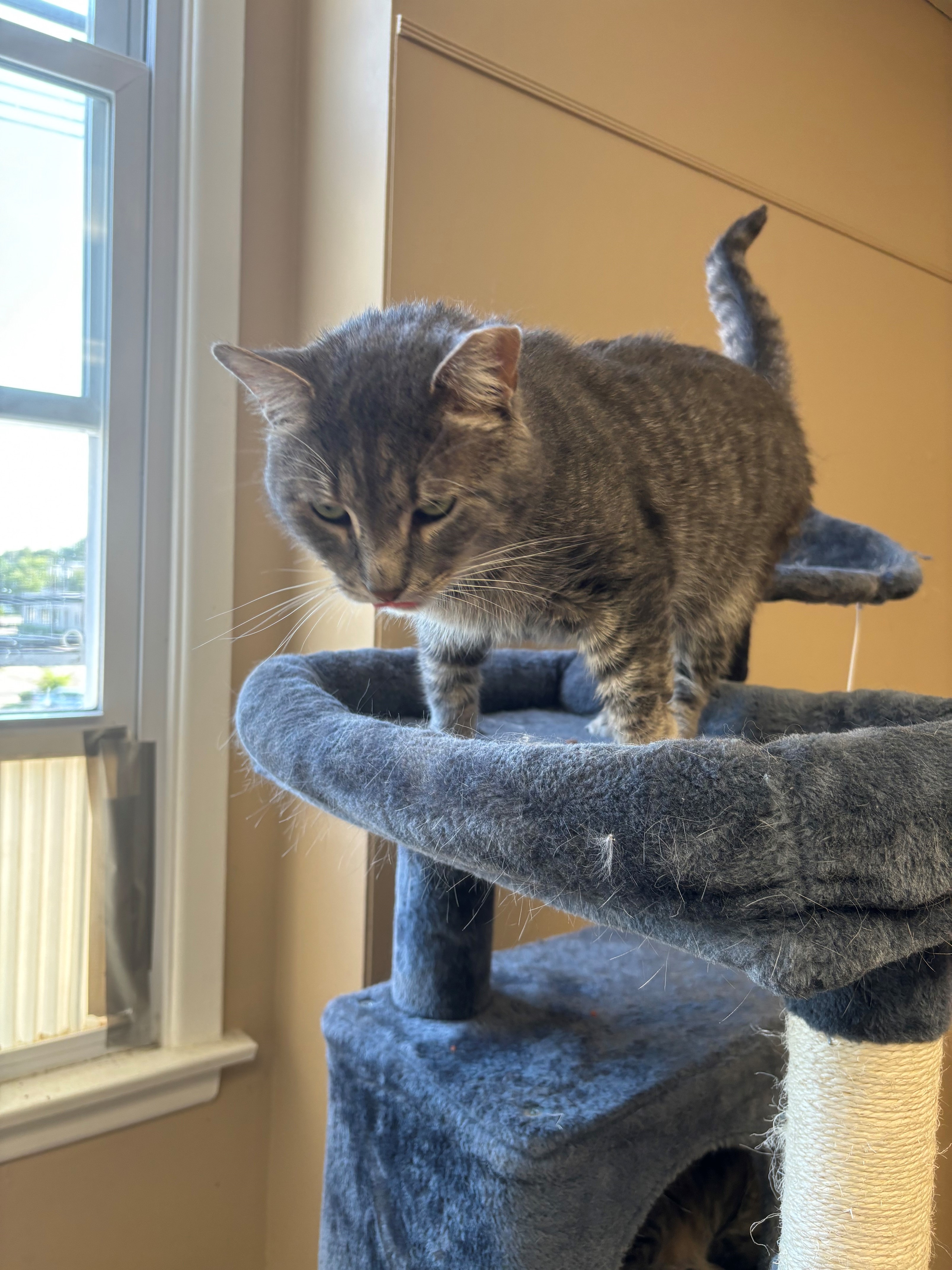 Enlarge Slate, a Adoptable Domestic Short Hair in Hawthorne, NJ image 3/3