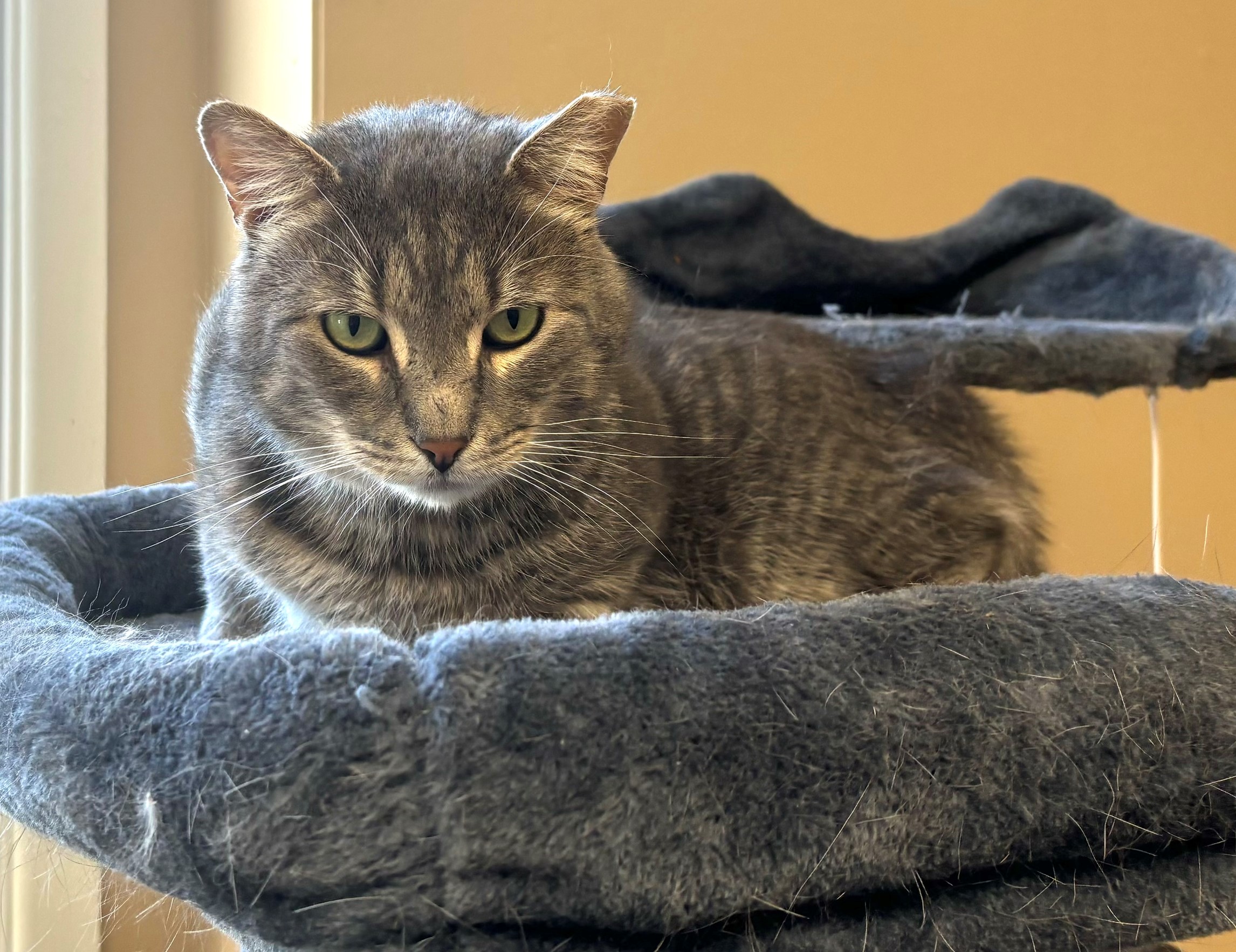 Enlarge Slate, a Adoptable Domestic Short Hair in Hawthorne, NJ image 1/3