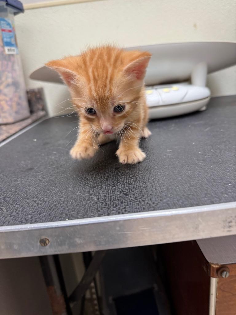 Tom, Adoptable, Kitten Male Domestic Short Hair.