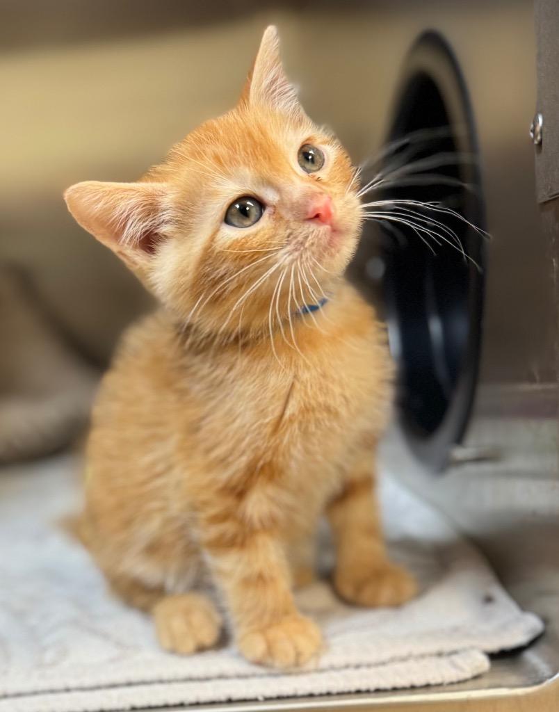 Enlarge Tom, a Adoptable mixed breed in Great Bend, KS image 2/2