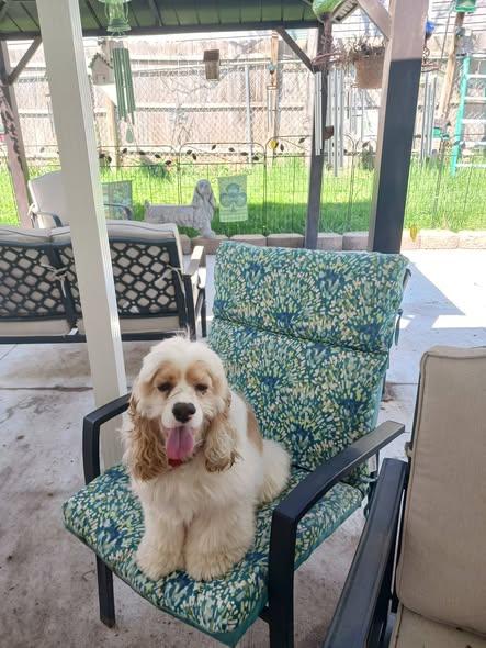 Enlarge Bud -10 & older children, an adoptable Cocker Spaniel in Kannapolis, NC image 2/5