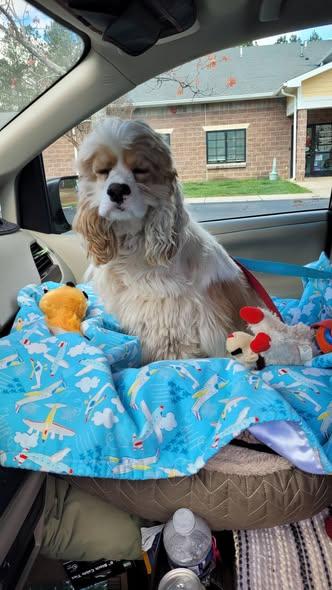 Enlarge Bud -10 & older children, an adoptable Cocker Spaniel in Kannapolis, NC image 4/5