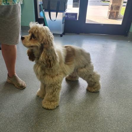 Enlarge Bud -10 & older children, an adoptable Cocker Spaniel in Kannapolis, NC image 5/5