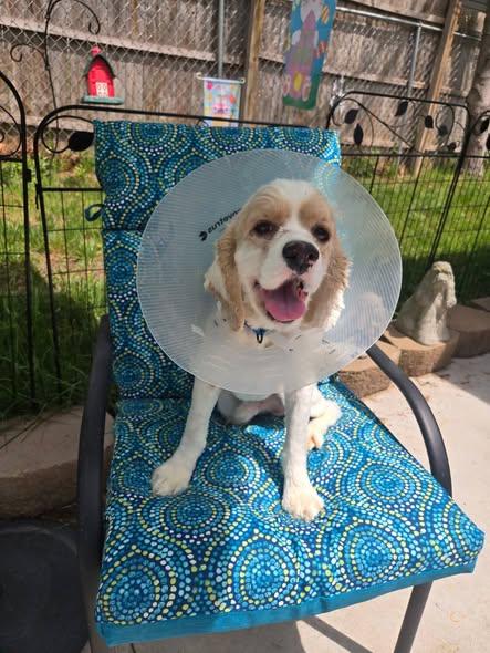 Enlarge Bud -10 & older children, an adoptable Cocker Spaniel in Kannapolis, NC image 3/5