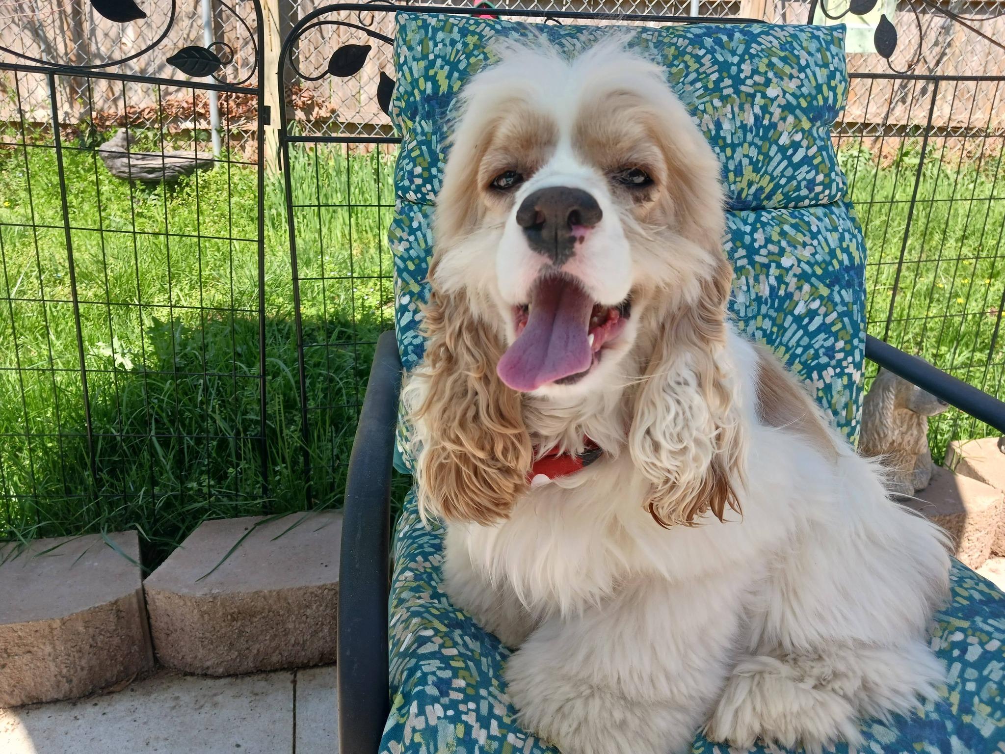 Enlarge Bud -10 & older children, an adoptable Cocker Spaniel in Kannapolis, NC image 1/5
