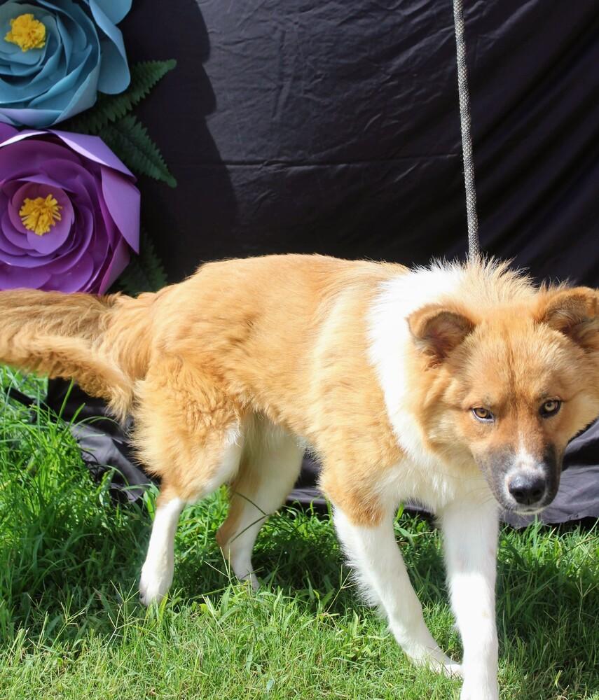 WINSTON, a Adoptable mixed breed in Langley, BC image 1/6