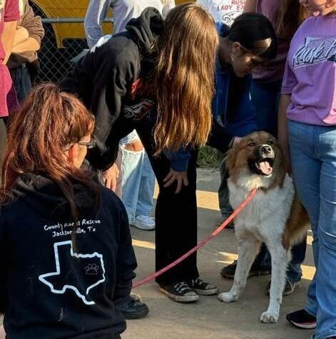 WINSTON, a Adoptable mixed breed in Langley, BC image 2/6