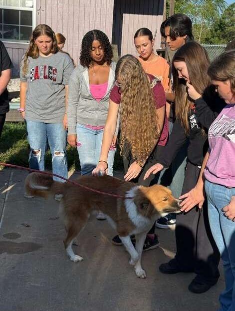 WINSTON, a Adoptable mixed breed in Langley, BC image 3/6