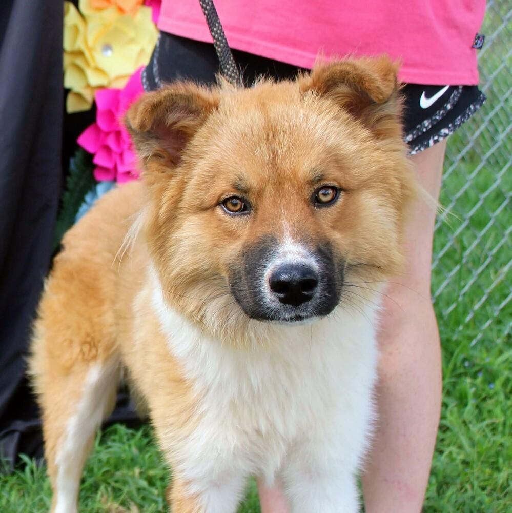 WINSTON, a Adoptable mixed breed in Langley, BC image 4/6