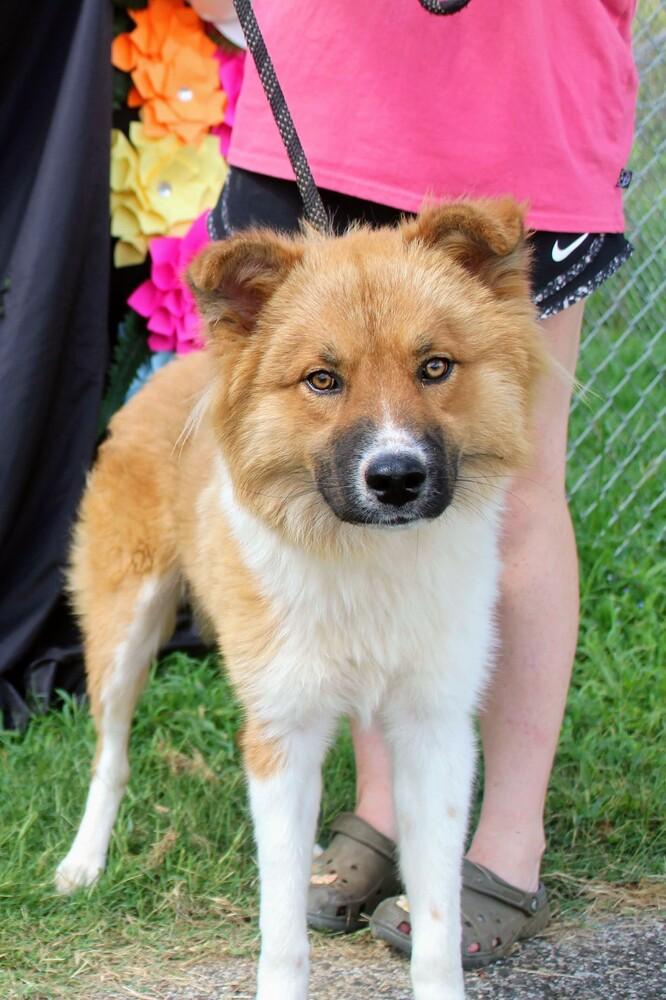 WINSTON, a Adoptable mixed breed in Langley, BC image 5/6