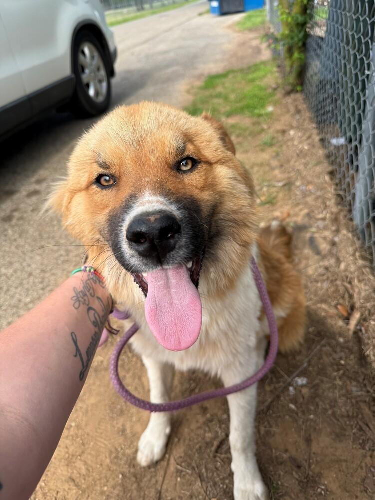 WINSTON, a Adoptable mixed breed in Langley, BC image 6/6