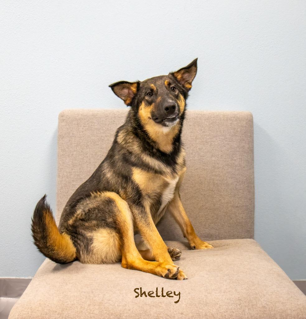 Shelley, a Adoptable mixed breed in Hot Springs Village, AR image 1/5