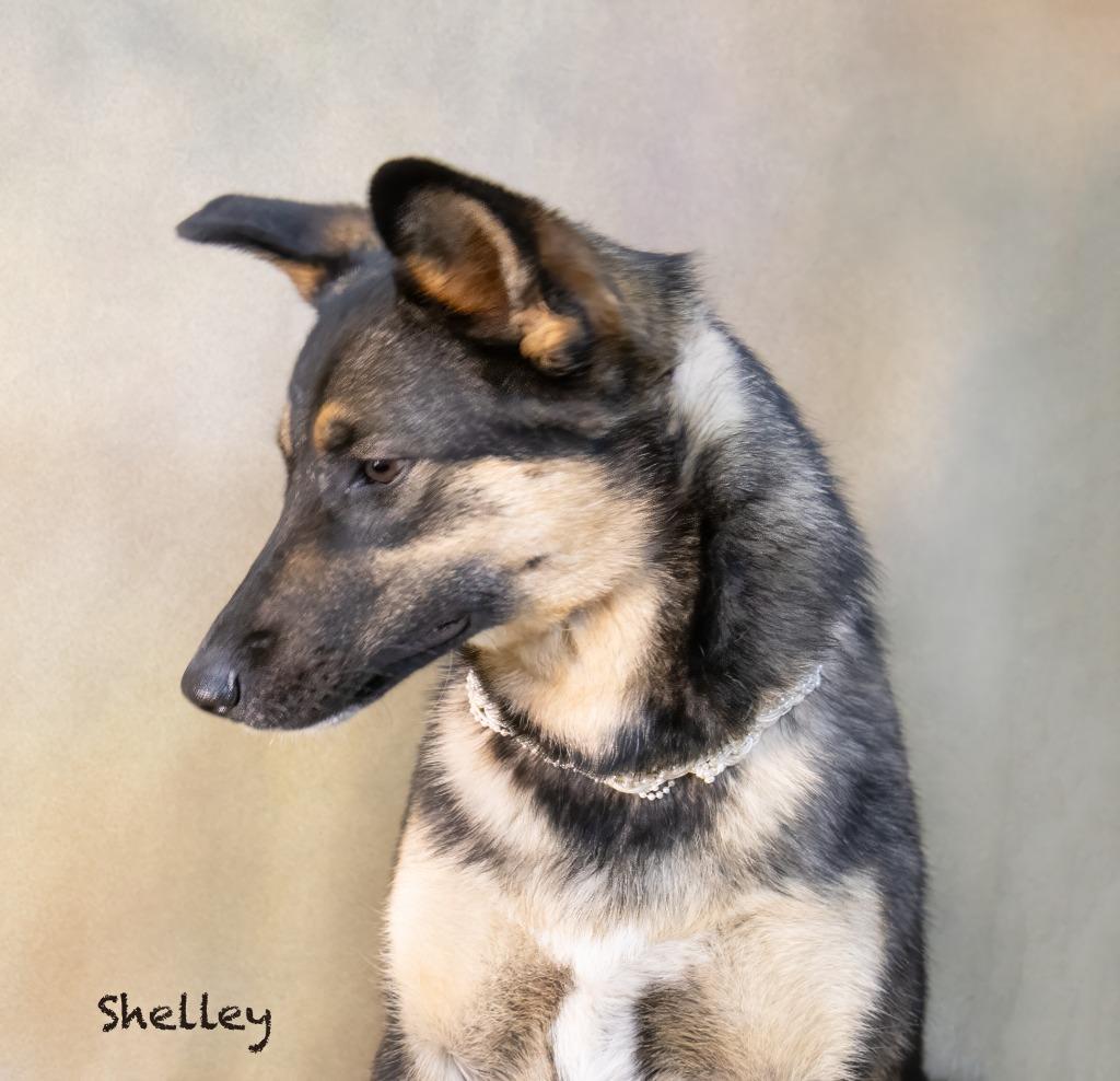 Shelley, a Adoptable mixed breed in Hot Springs Village, AR image 2/5
