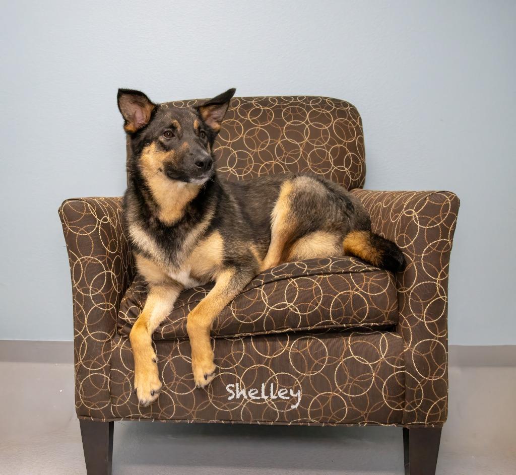 Shelley, a Adoptable mixed breed in Hot Springs Village, AR image 3/5