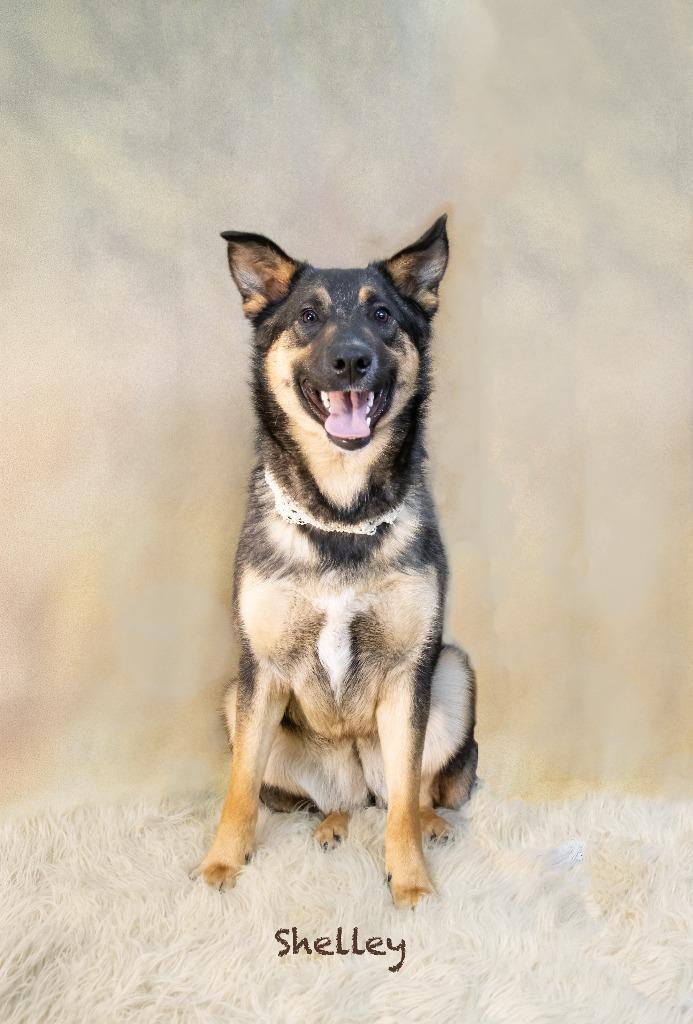 Shelley, a Adoptable mixed breed in Hot Springs Village, AR image 4/5