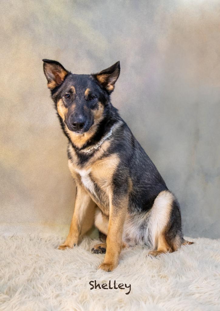 Shelley, a Adoptable mixed breed in Hot Springs Village, AR image 5/5