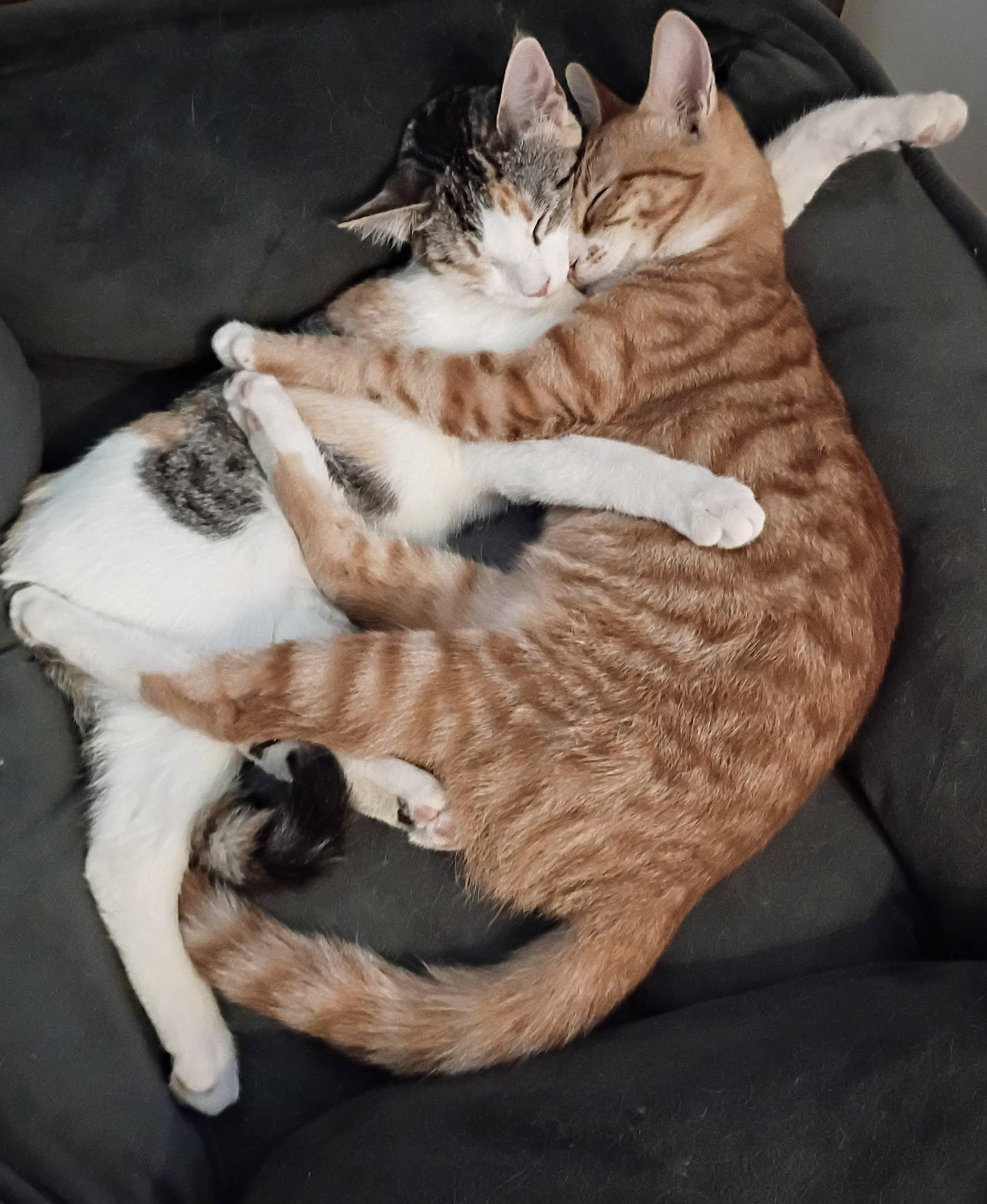 Enlarge Paprika and Arizona, a Adoptable mixed breed in Logan, UT image 1/1
