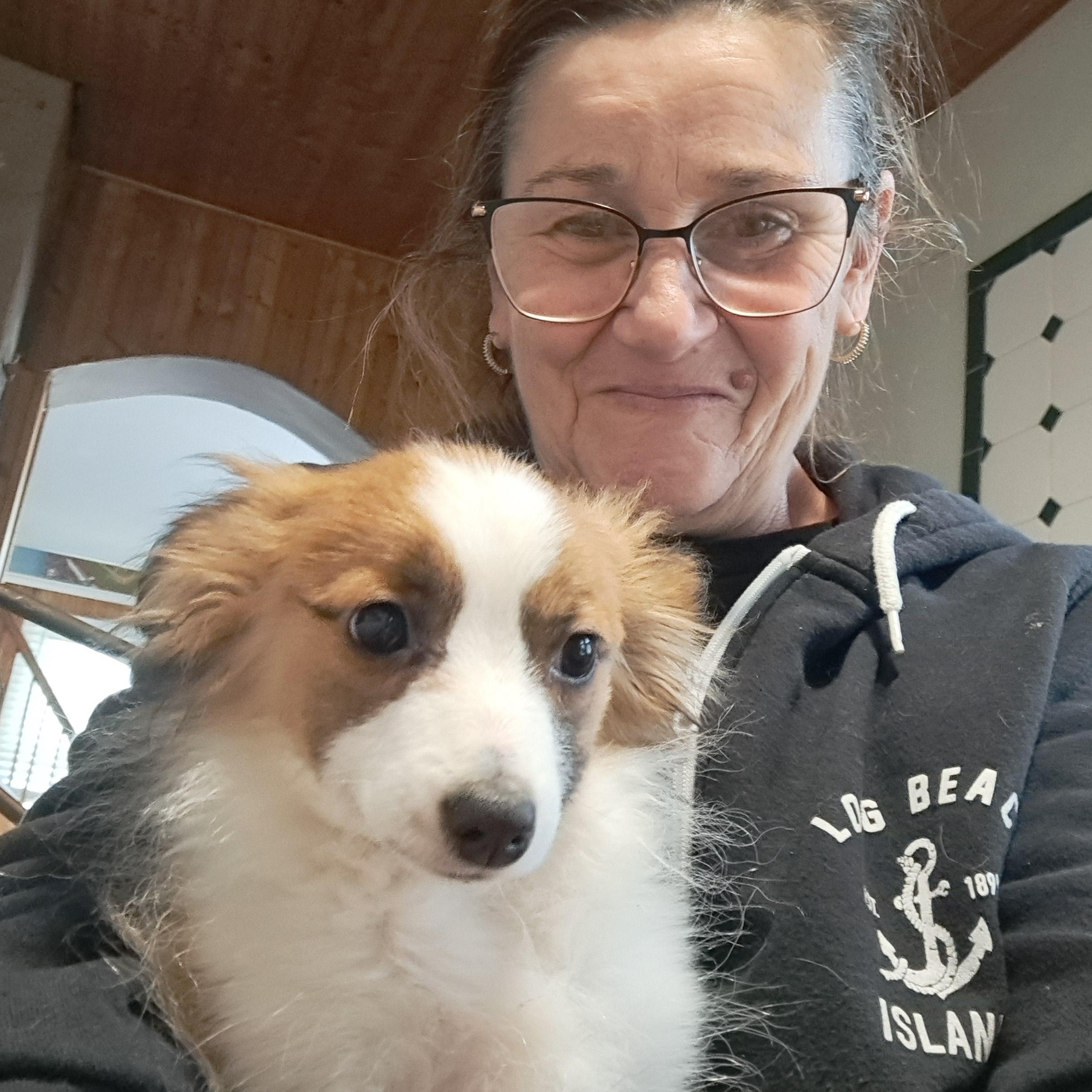 Enlarge Seymour, a Adoptable Shetland Sheepdog / Sheltie in AUDUBON, NJ image 1/3