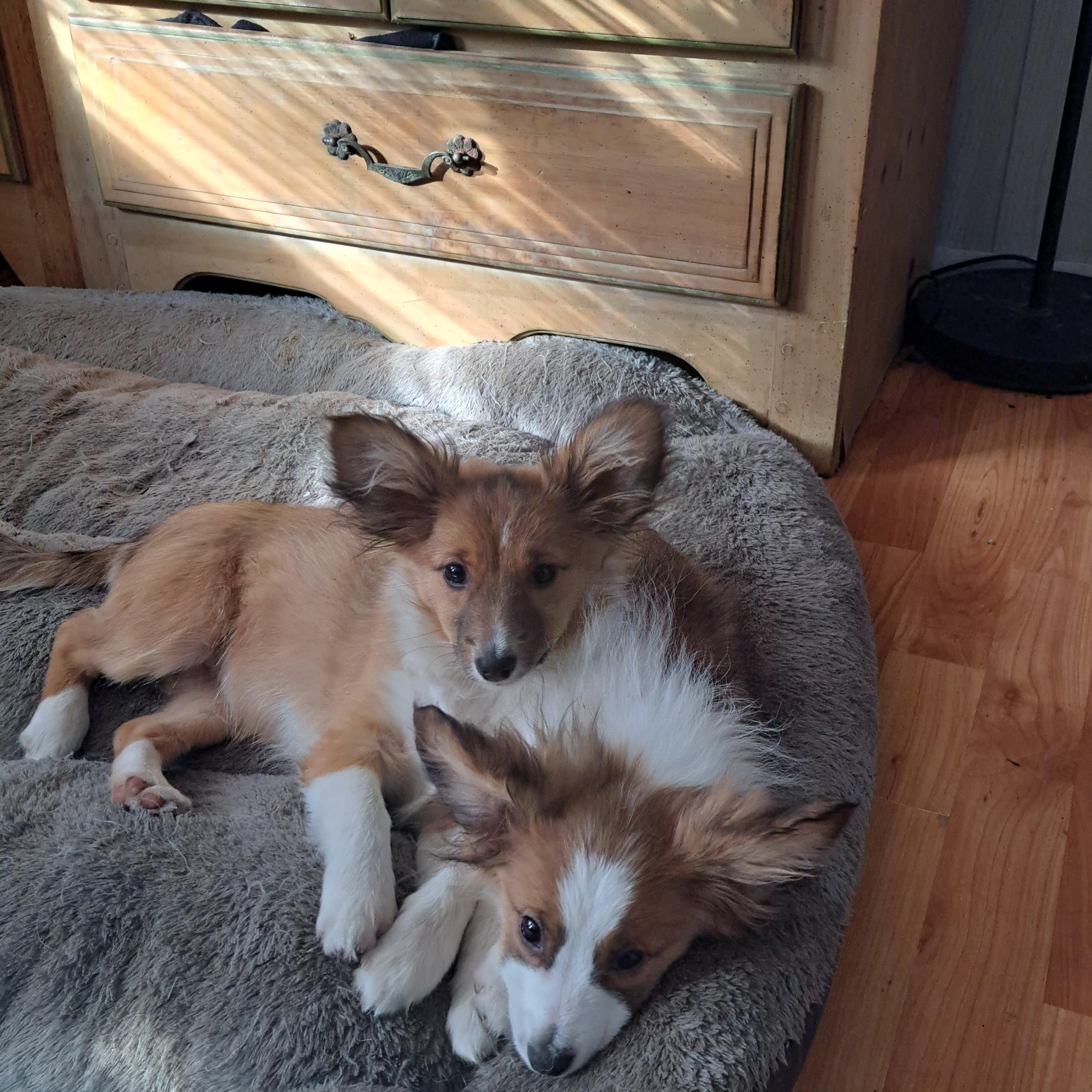 Enlarge Seymour, a Adoptable Shetland Sheepdog / Sheltie in AUDUBON, NJ image 3/3