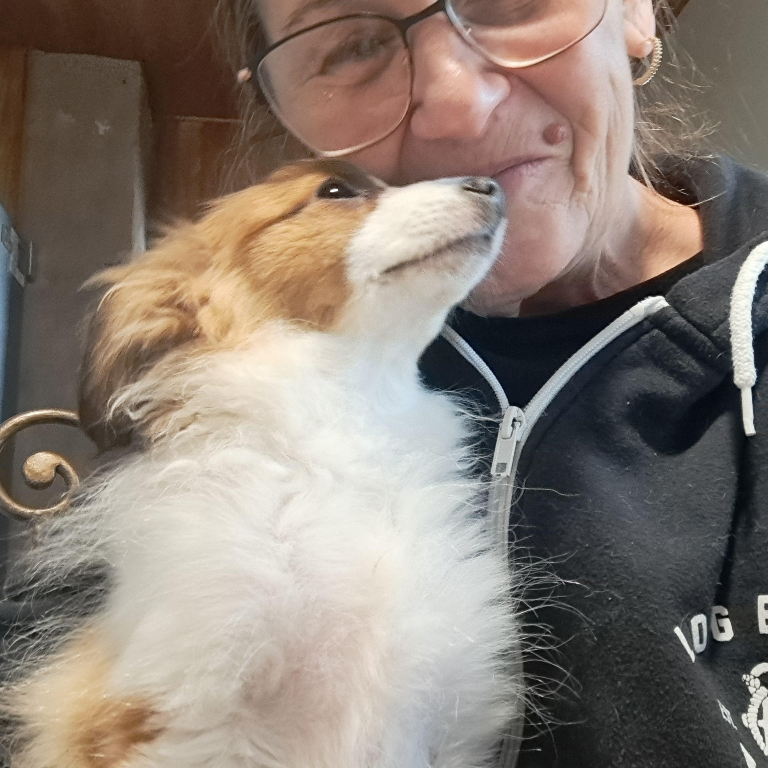 Enlarge Seymour, a Adoptable Shetland Sheepdog / Sheltie in AUDUBON, NJ image 2/3