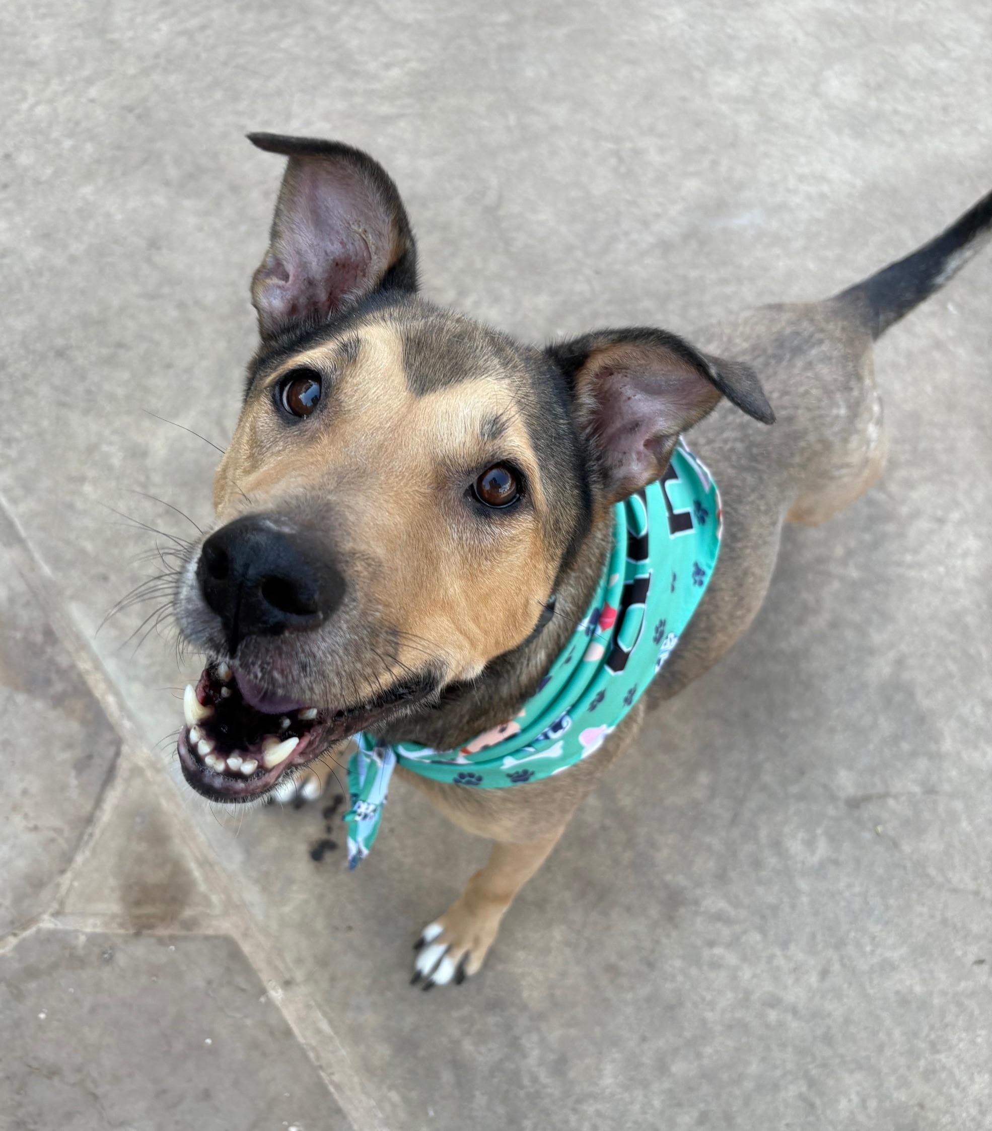 Enlarge Sarah, an adopted mixed breed in Erie, PA image 1/4