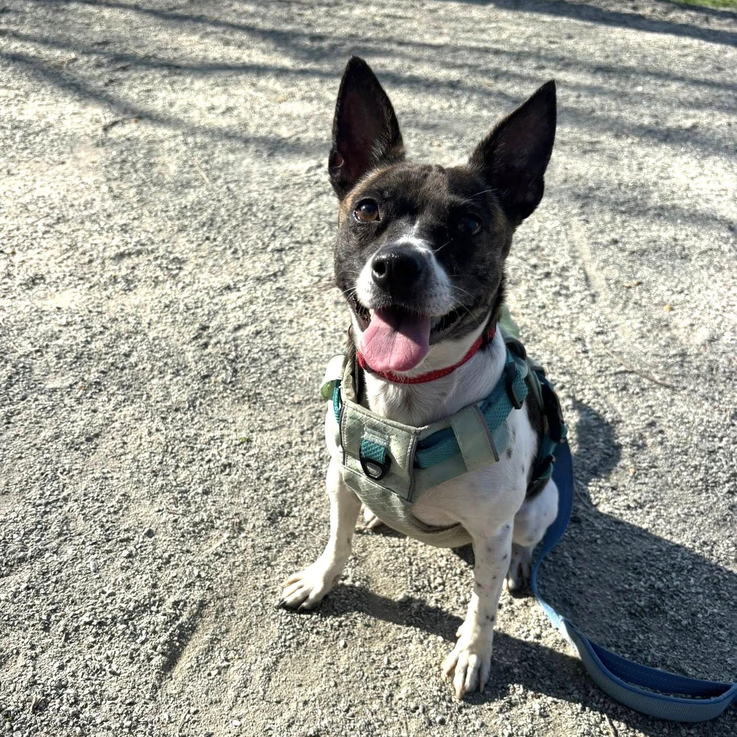 Enlarge Angelica, an adoptable mixed breed in Phoenixville, PA image 2/6