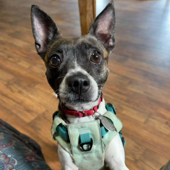 Enlarge Angelica, an adoptable mixed breed in Phoenixville, PA image 1/6