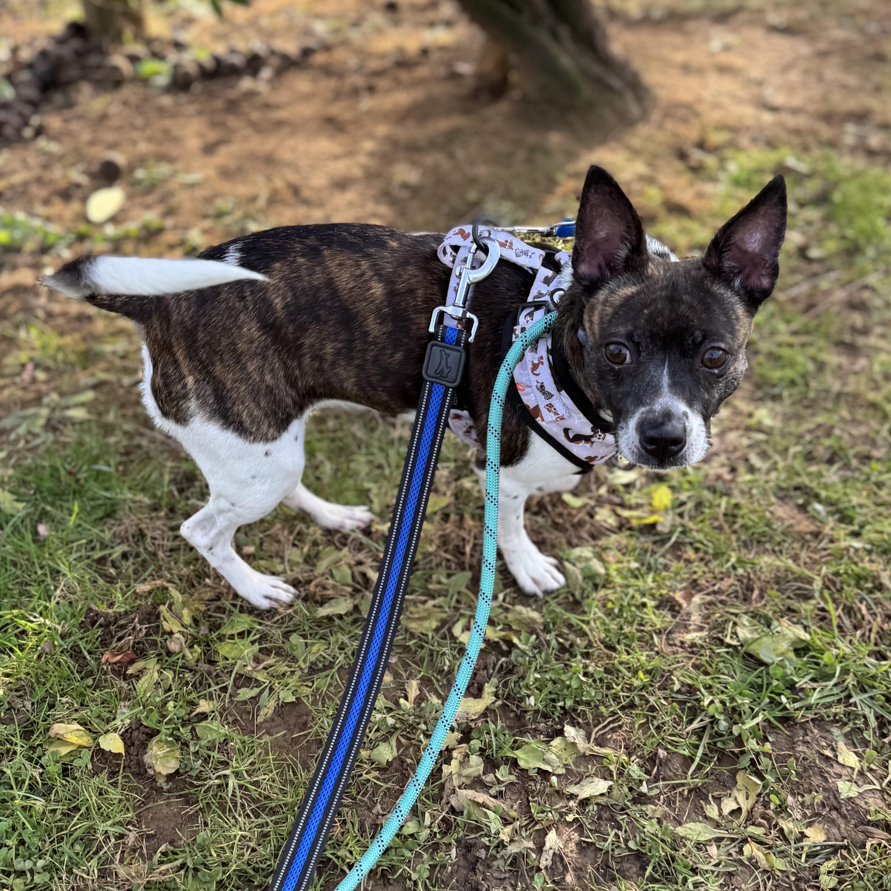Enlarge Angelica, an adoptable mixed breed in Phoenixville, PA image 5/6