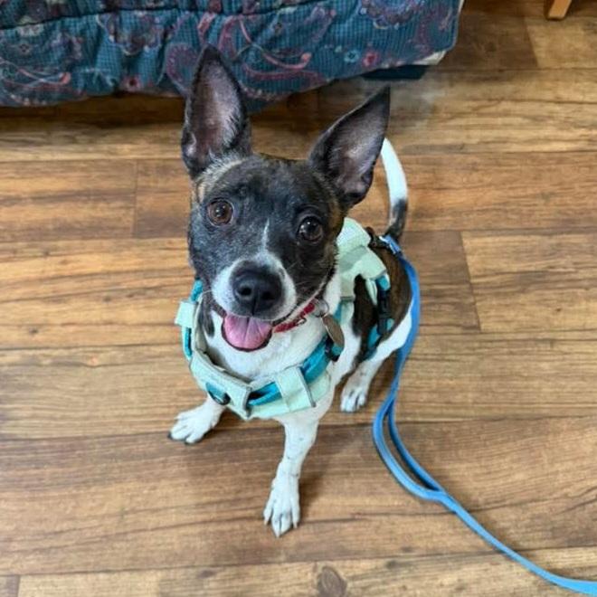 Enlarge Angelica, an adoptable mixed breed in Phoenixville, PA image 4/6