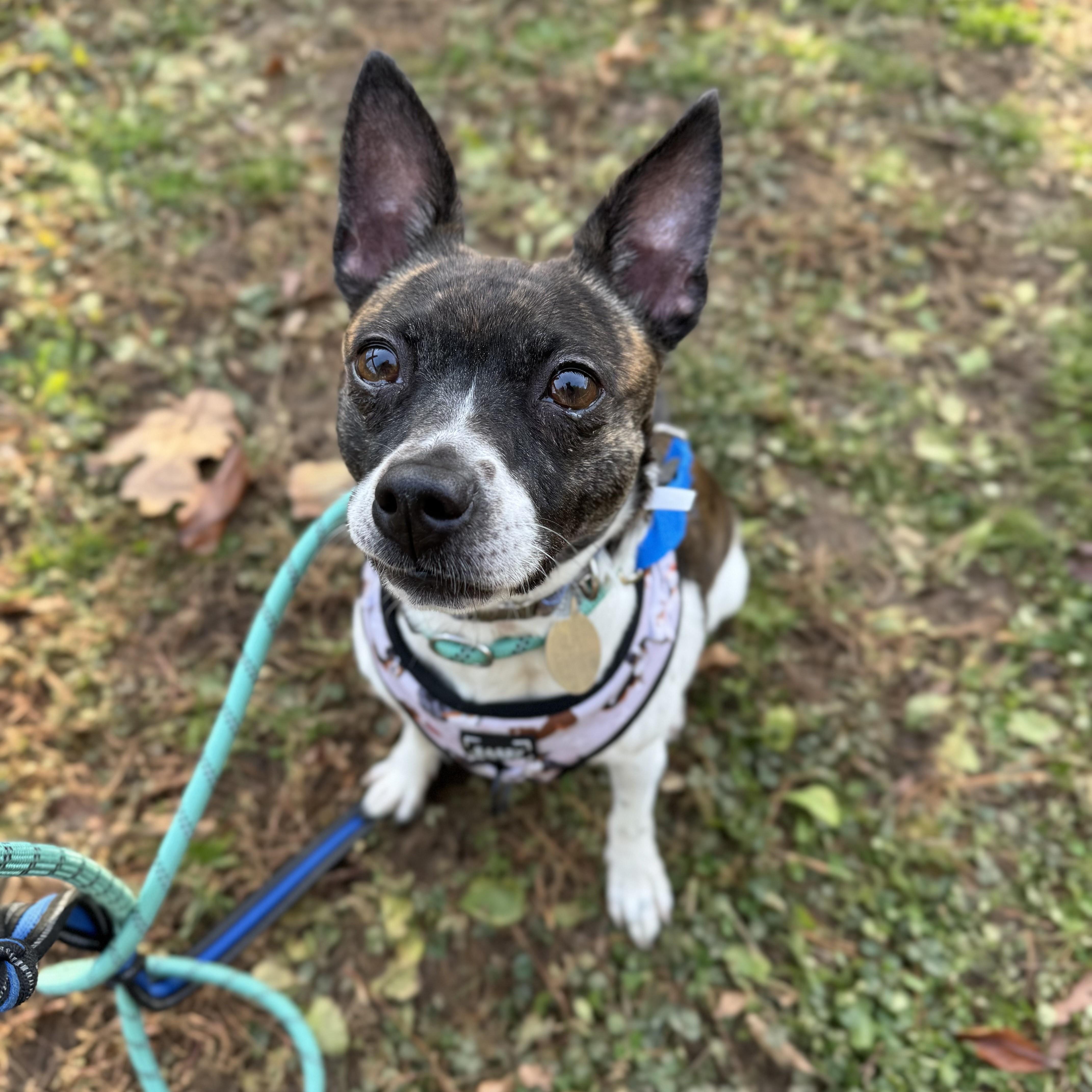 Enlarge Angelica, an adoptable mixed breed in Phoenixville, PA image 6/6