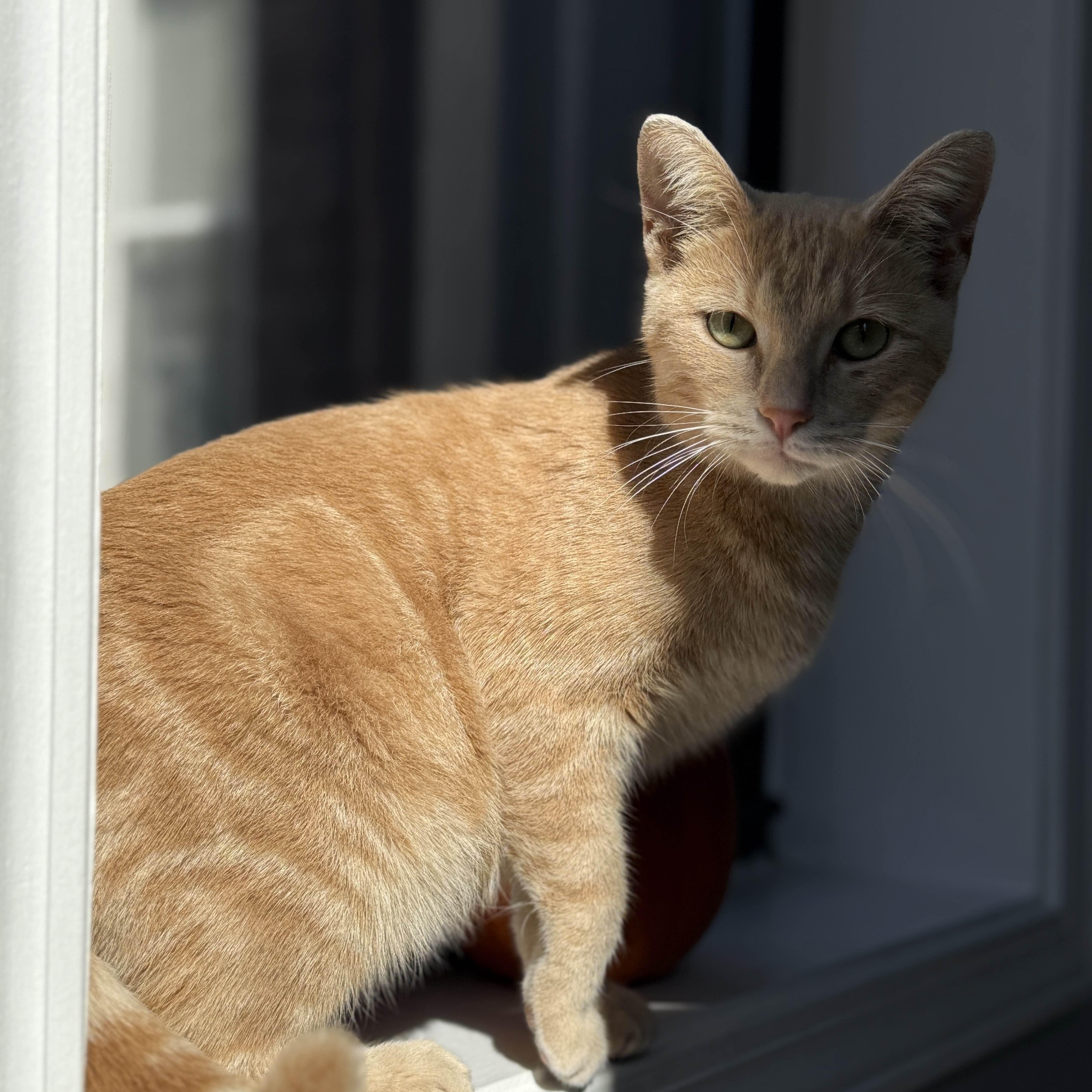 Enlarge Juno, a Adoptable mixed breed in Chicago, IL image 2/6