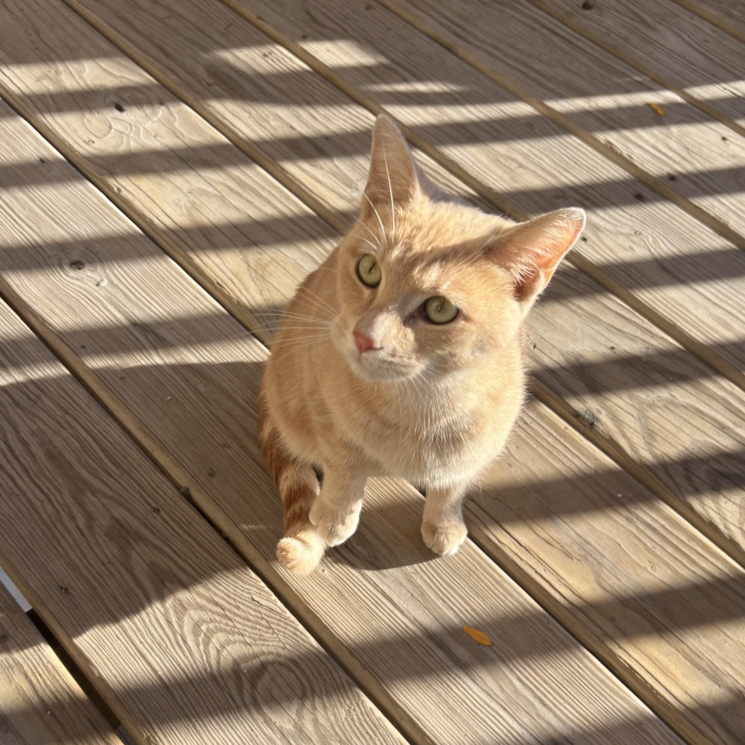 Enlarge Juno, a Adoptable mixed breed in Chicago, IL image 3/6