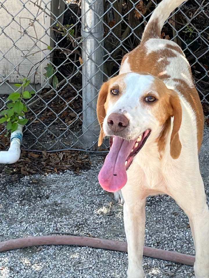 JoJo, an adoptable Hound in Windsor, VA_image-1