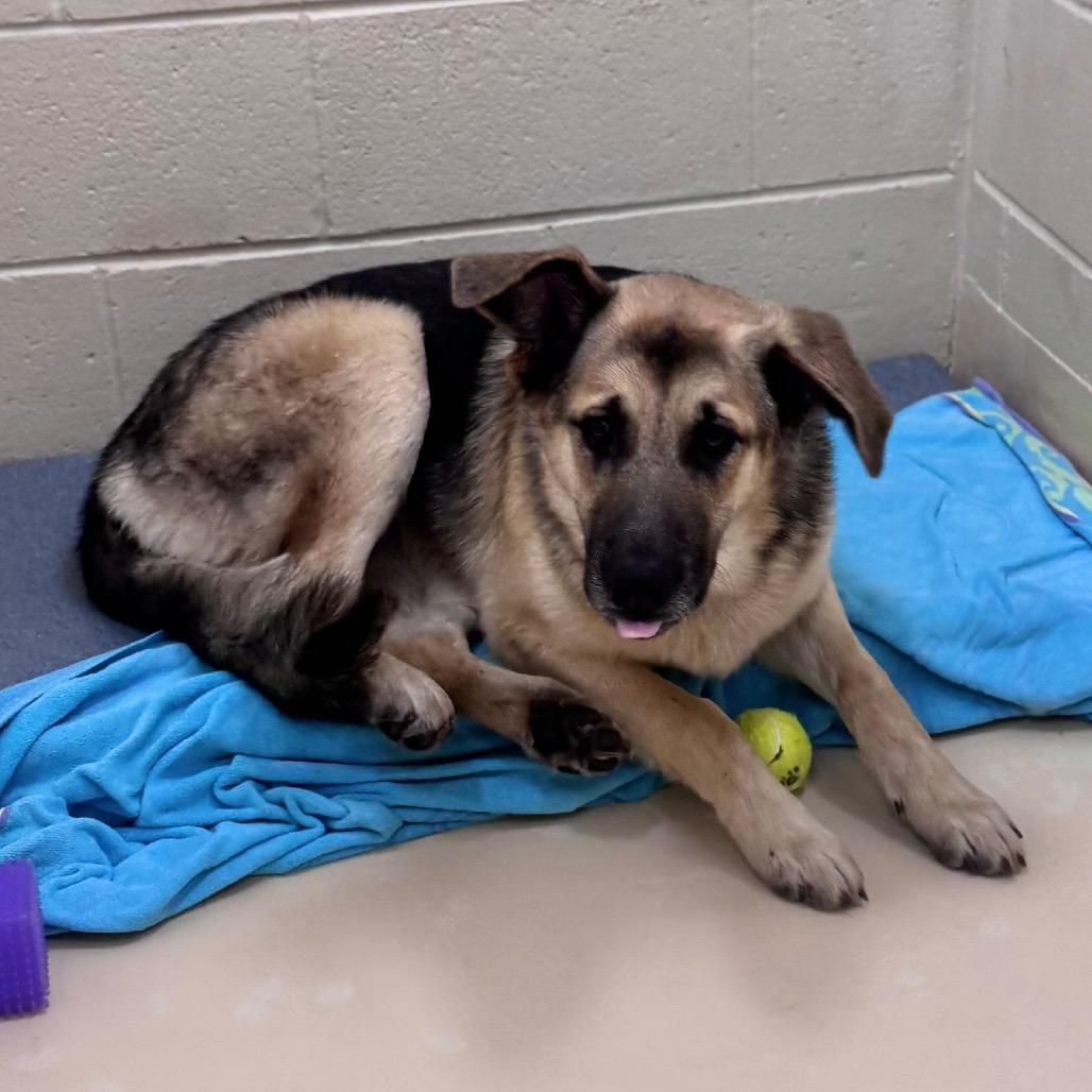 Enlarge Yukon, a Adoptable Mixed Breed in Winston-Salem, NC image 1/3